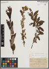 Foto von Salix appendiculata Vill. x Salix purpurea L.